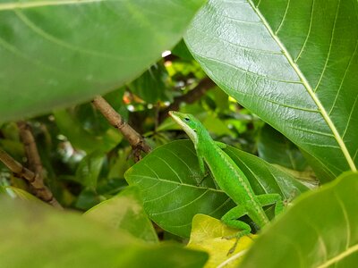 Freshness environment lizard