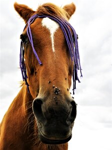 Equestrian mammal stallion photo