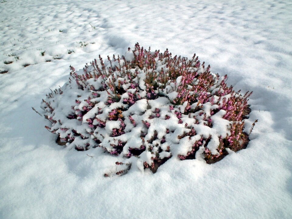 Snow flowers erica