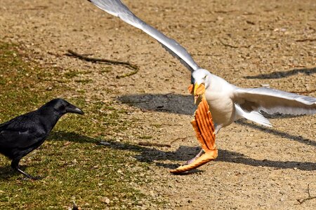 Seabird animal wildlife