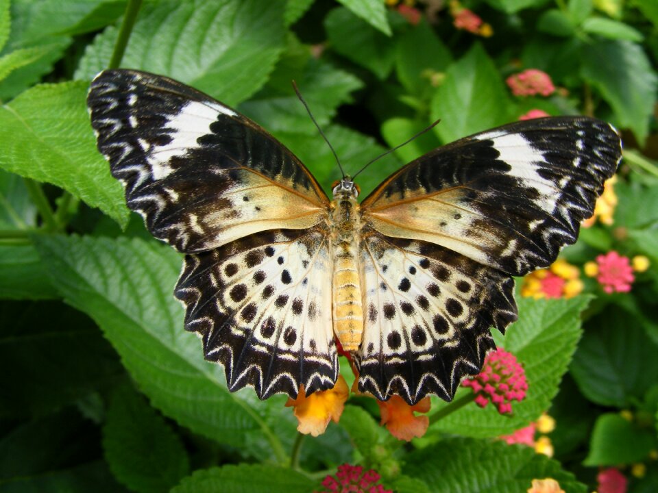Wing summer