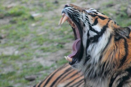 Animal wild mammal