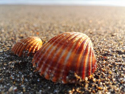 Exoskeleton sand costa