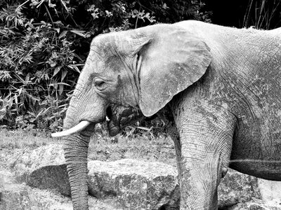 Animal elephant grey