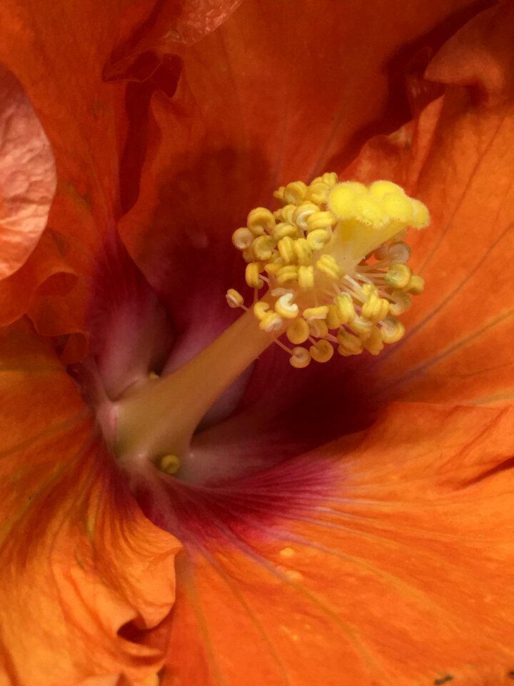 Orange flower petals nature
