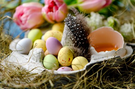 Easter egg egg lay eggs