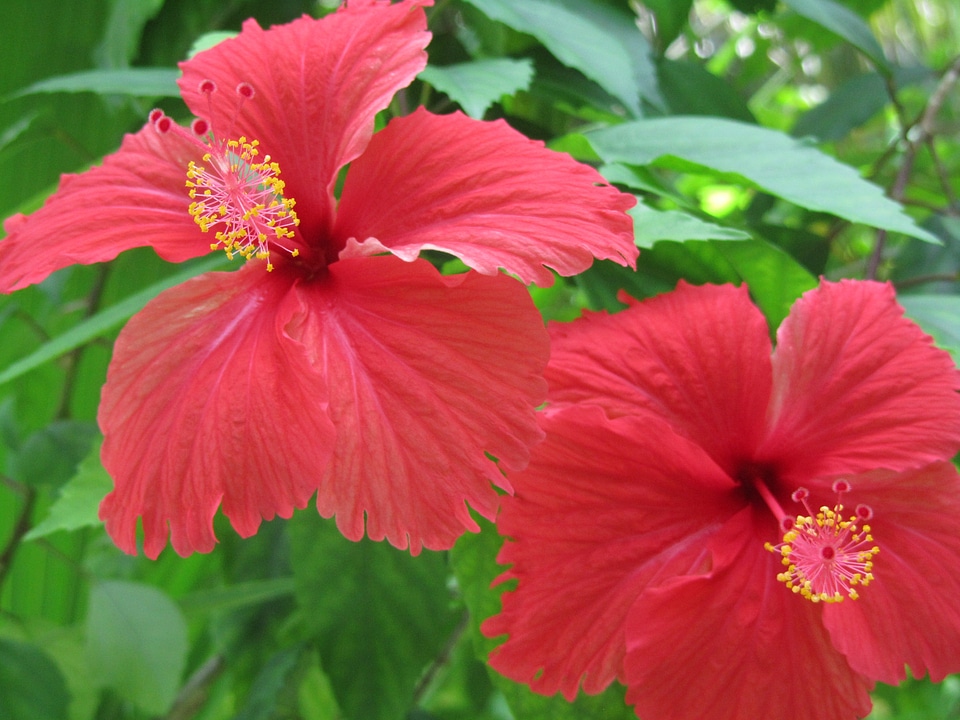 Blossom bloom red