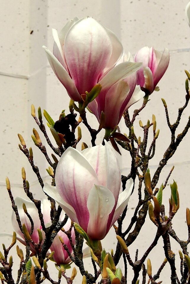 Pink spring branch