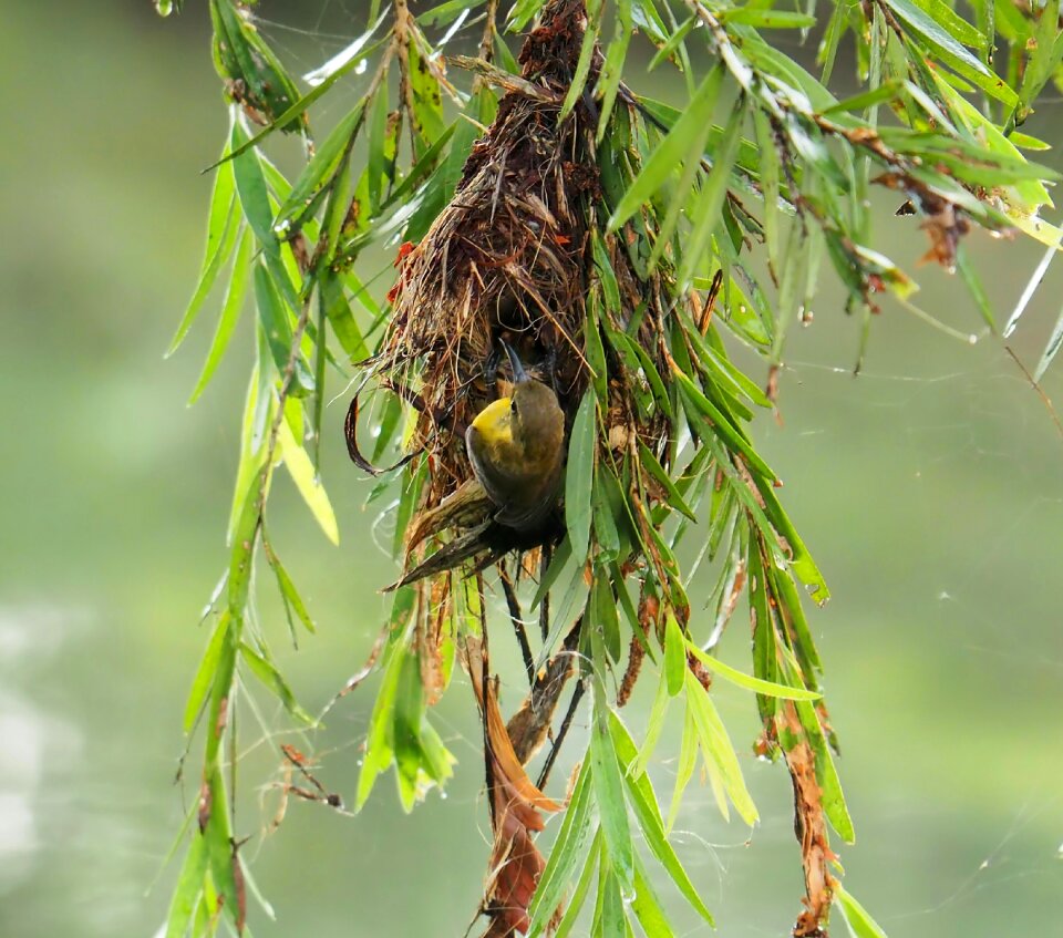 Close-up nest building