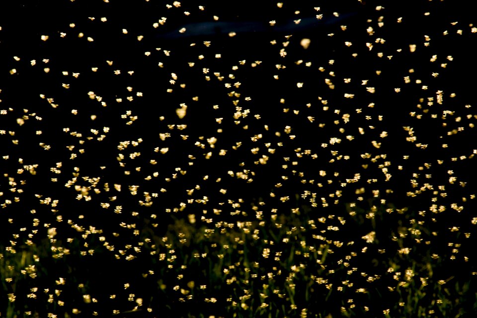 Bugs yellow black butterfly