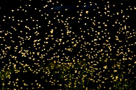 Bugs yellow black butterfly