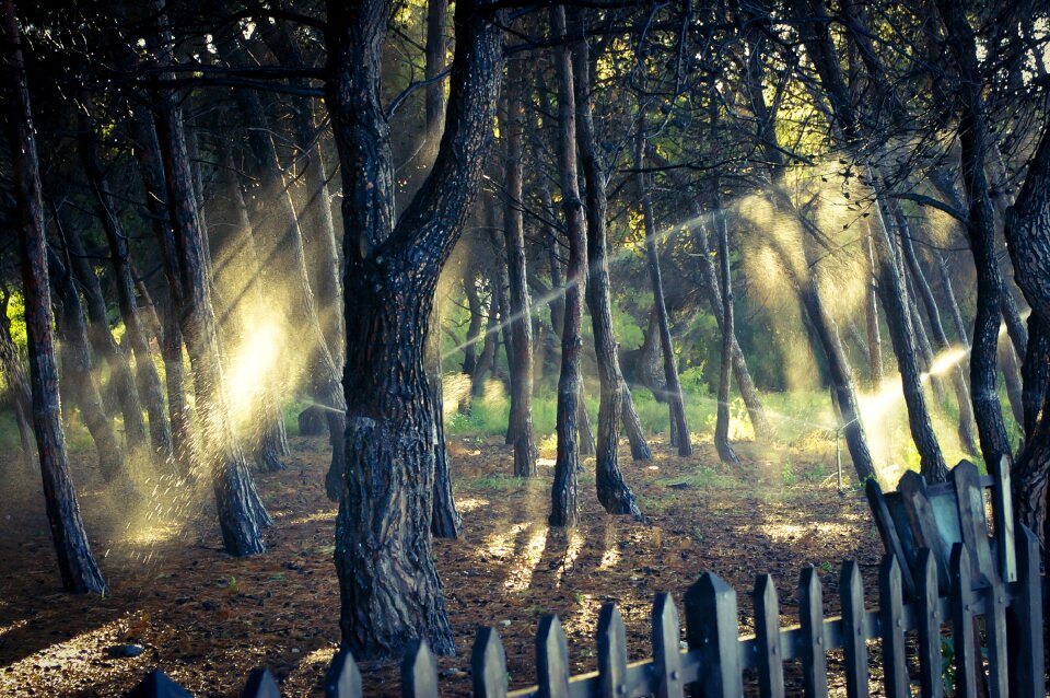 Easy landscape grove