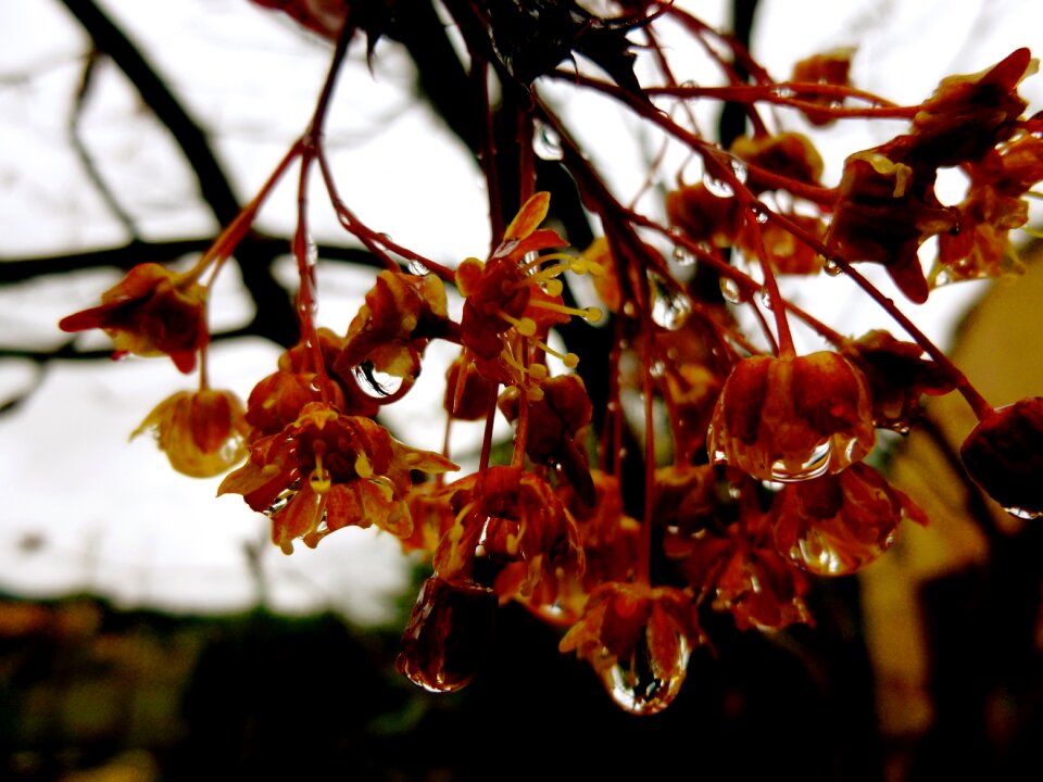 Nature season fruit