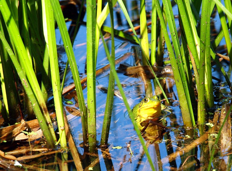 Environment water frog