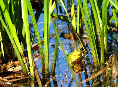 Environment water frog