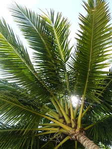 Palm coconut tree tropical