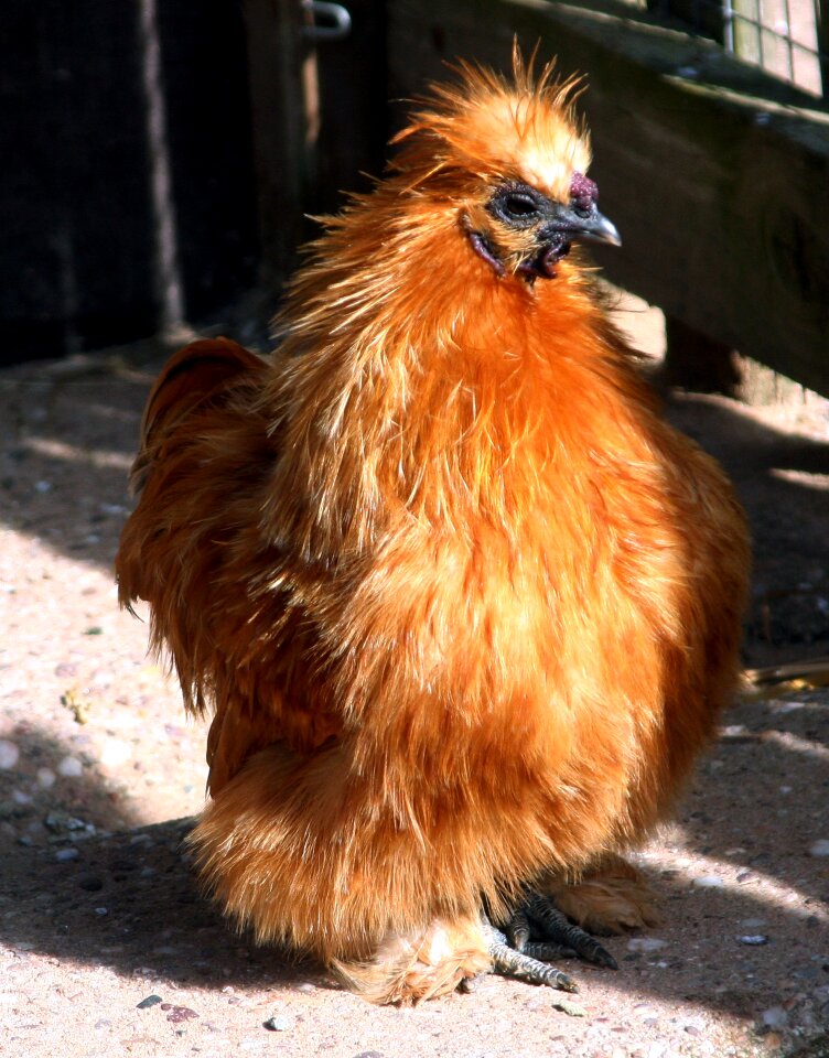 Animal bird poultry