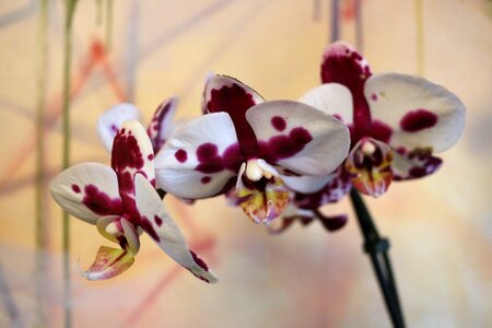 Blooming color orchid