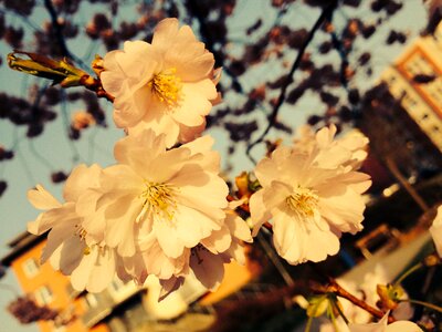 Apple-blossom flowering tree blooming apple tree