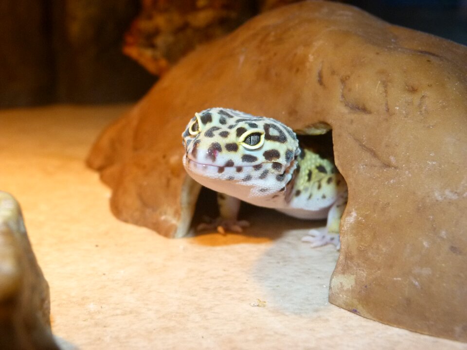 Reptile animal lizard