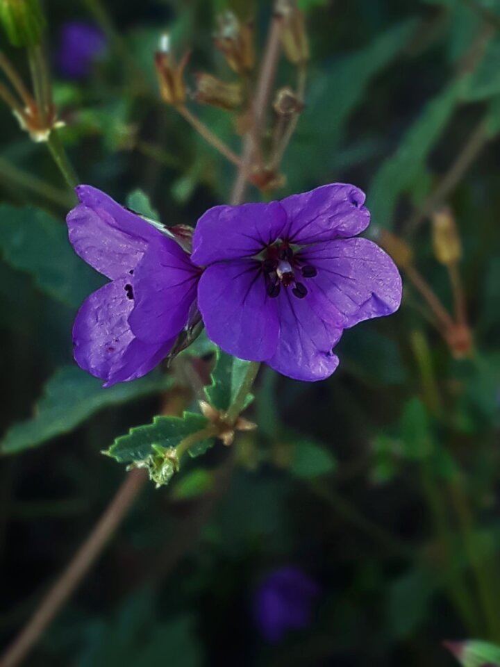 Garden nature purple