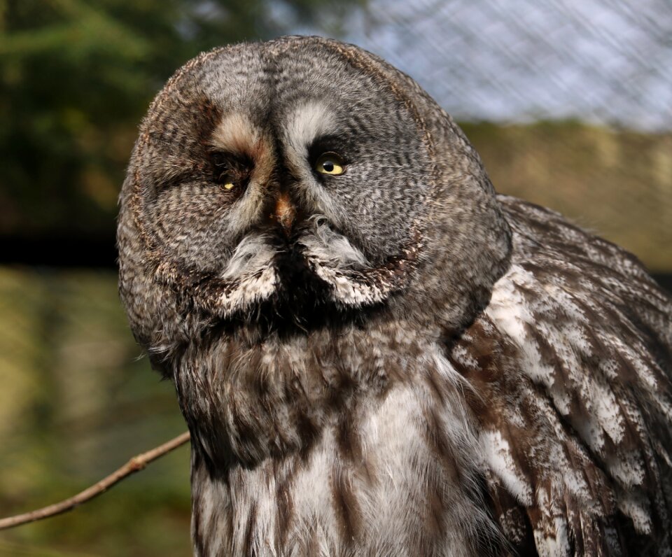 Animal nature bill