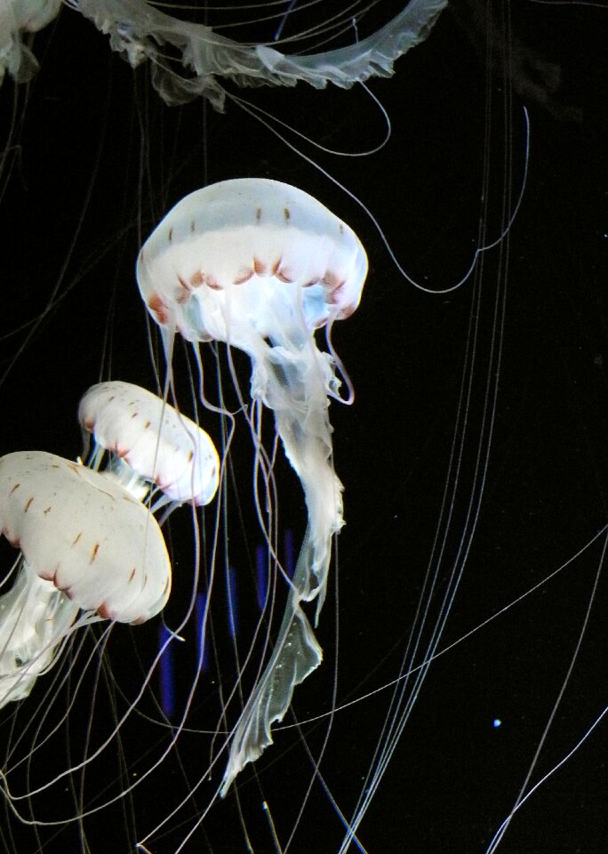 Nature animal world biology