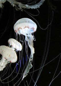 Nature animal world biology