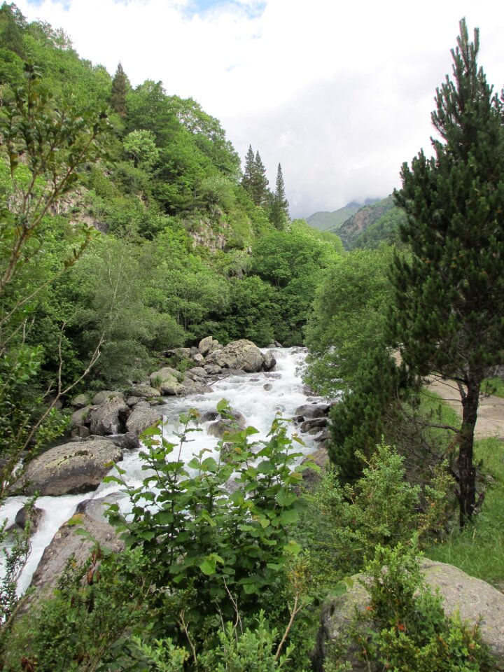 Tree body of water river