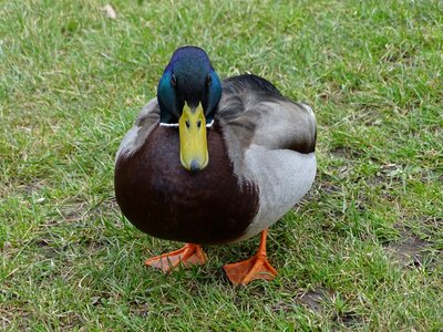 Animal duck feather photo