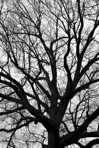 Trunk landscape monochrome photo