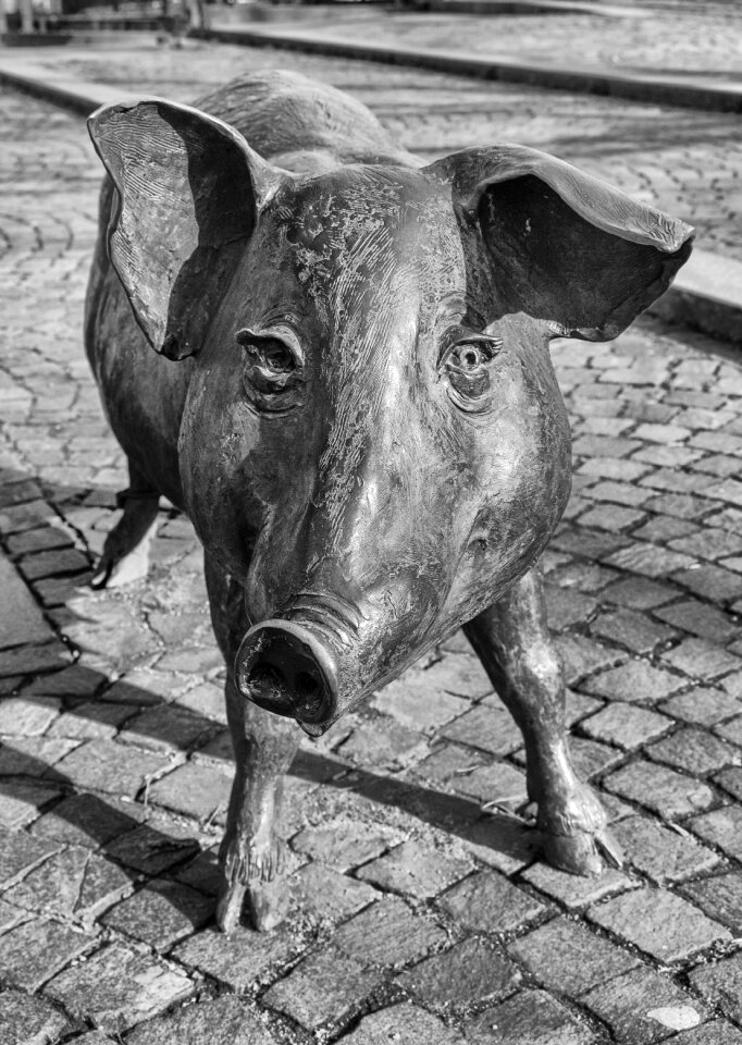 Sow luck pig snout