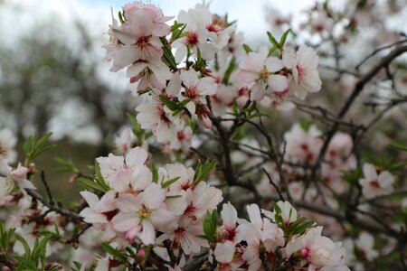 Bud spring blooming photo