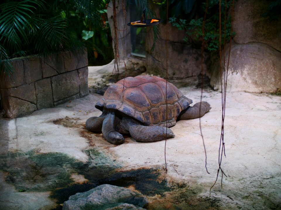 Seychelles reptile animal