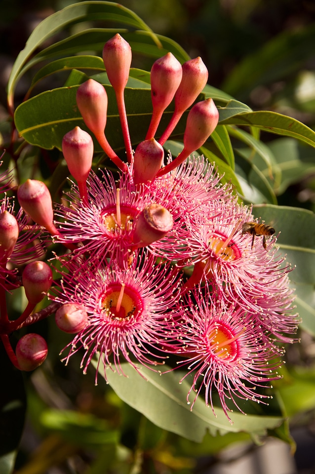 Pink tree gum tree