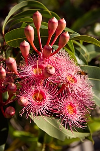 Pink tree gum tree