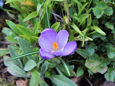 Crocus flowering flower