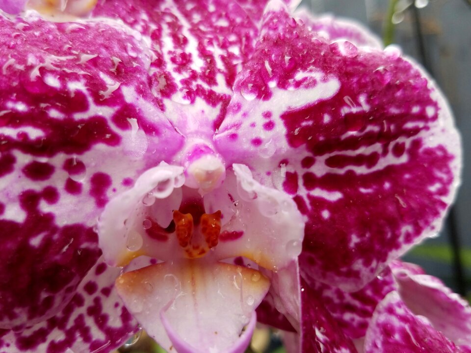 Tropical exotic