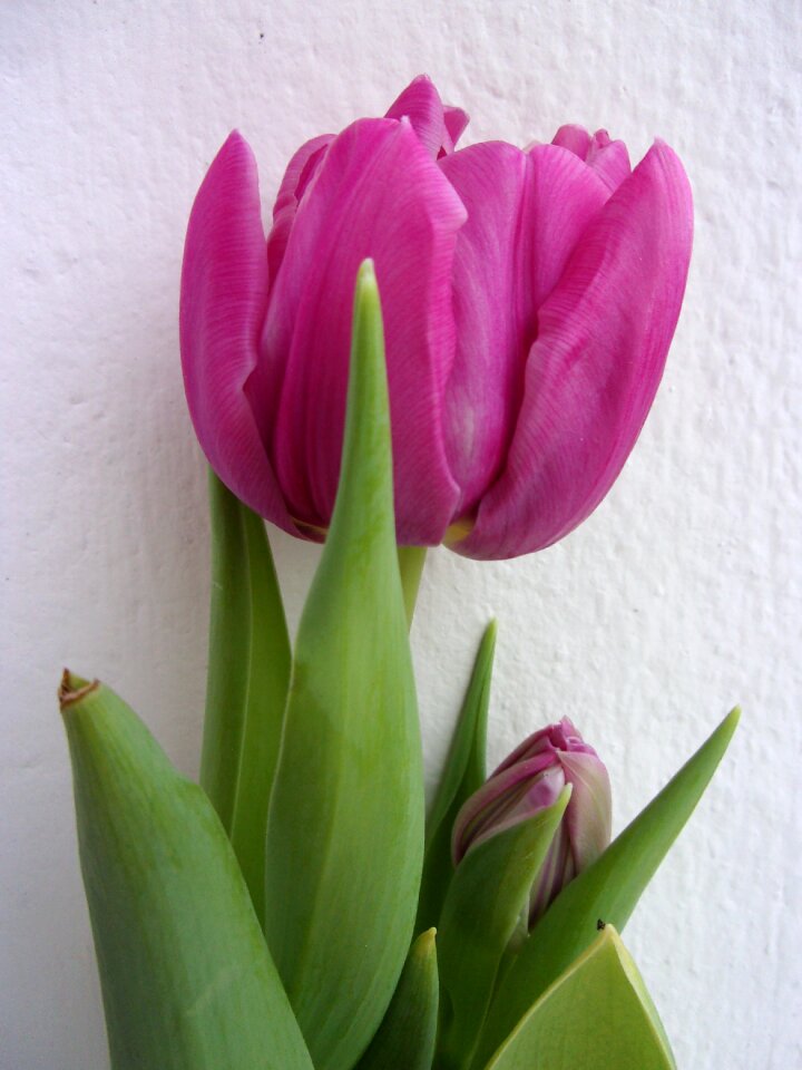 Plant easter floral