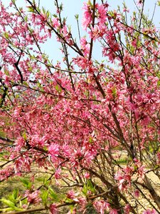 Branch cherry wood flower
