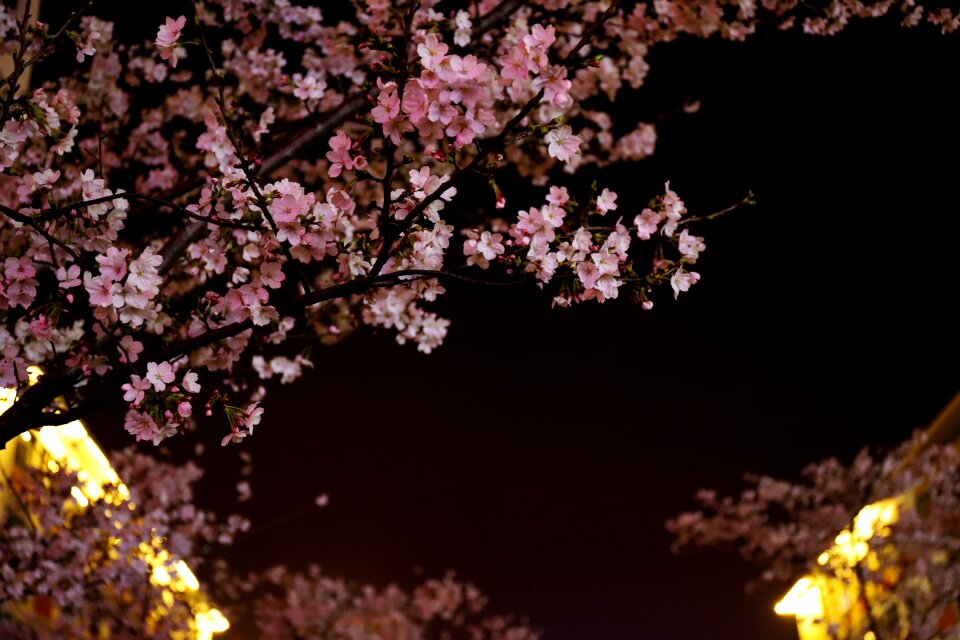 Flower nature cherry blossom