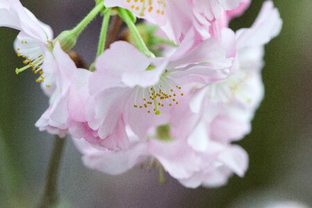 Sheet petal blooming