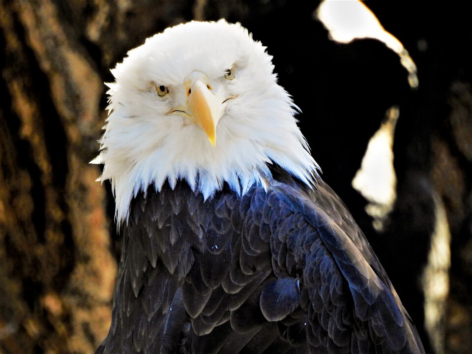 Feather animal