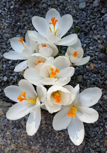 Nature plant petal