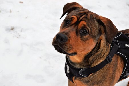 Pet rottweiler amstaff