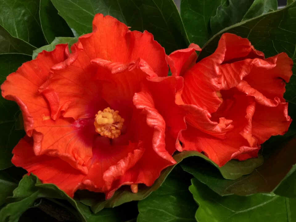 Orange petal ibisco