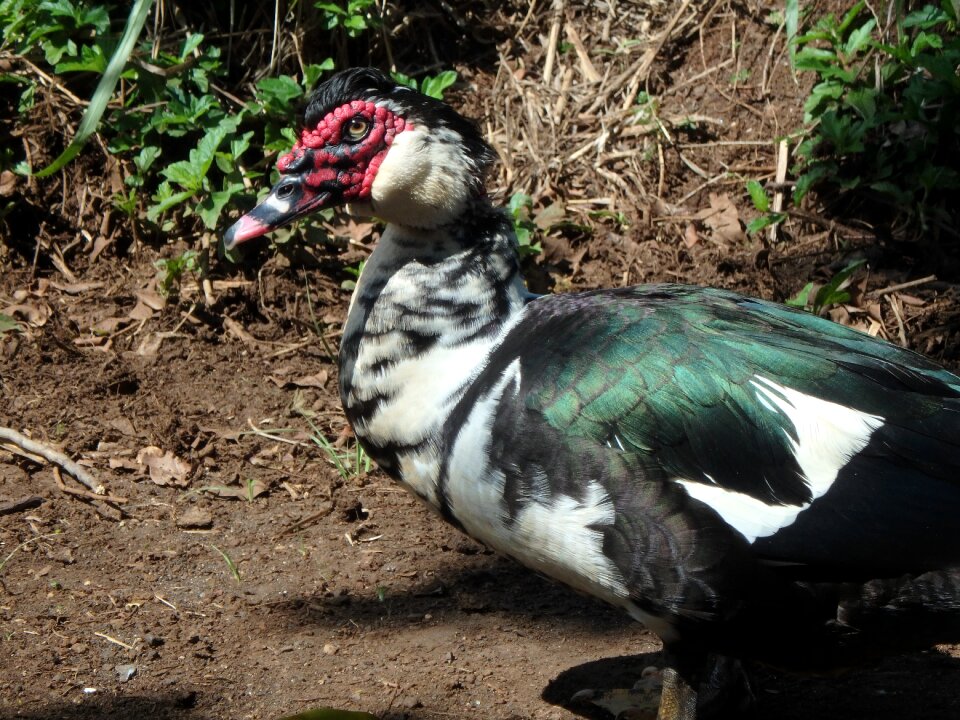 Feather wildlife
