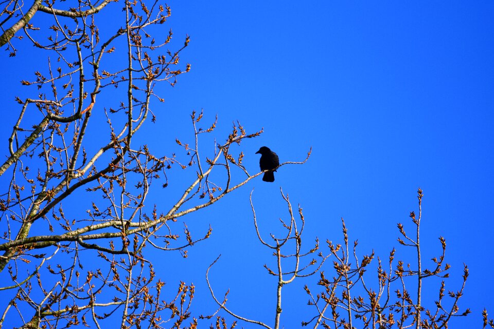 Corvus corvidae wildlife