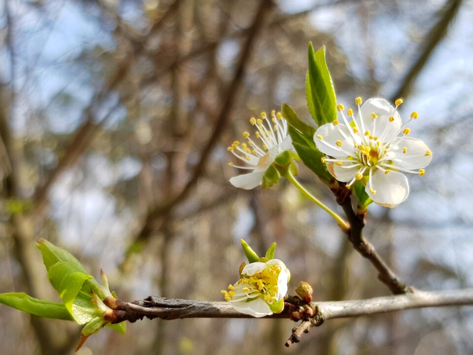 Nature plant spring