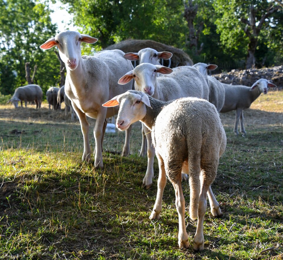 Rural animal field